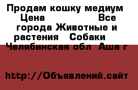 Продам кошку медиум › Цена ­ 6 000 000 - Все города Животные и растения » Собаки   . Челябинская обл.,Аша г.